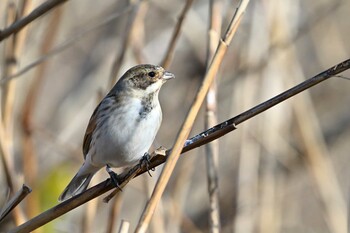 Common Reed Bunting 越辺川(埼玉県川島町) Fri, 2/11/2022