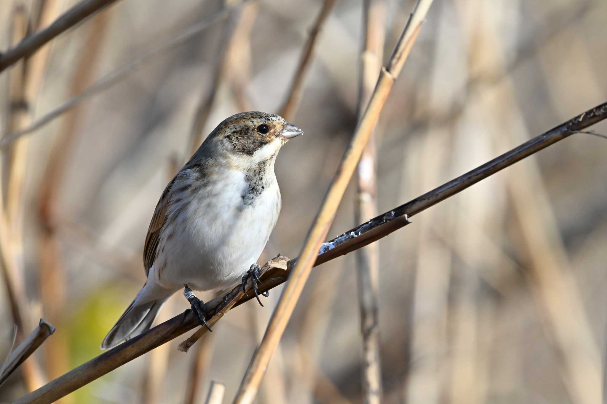 Photo of Common Reed Bunting at 越辺川(埼玉県川島町) by OP