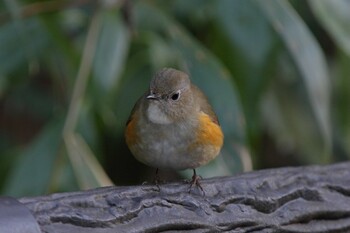 Red-flanked Bluetail Kodomo Shizen Park Fri, 2/11/2022