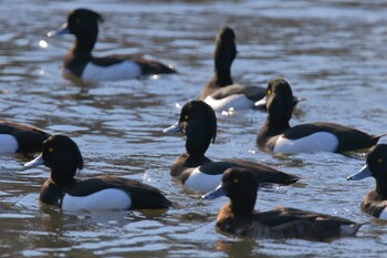 キンクロハジロ こども自然公園 (大池公園/横浜市) 2022年2月11日(金)