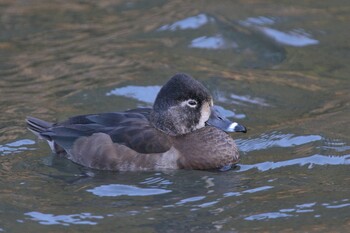 クビワキンクロ こども自然公園 (大池公園/横浜市) 2022年2月11日(金)