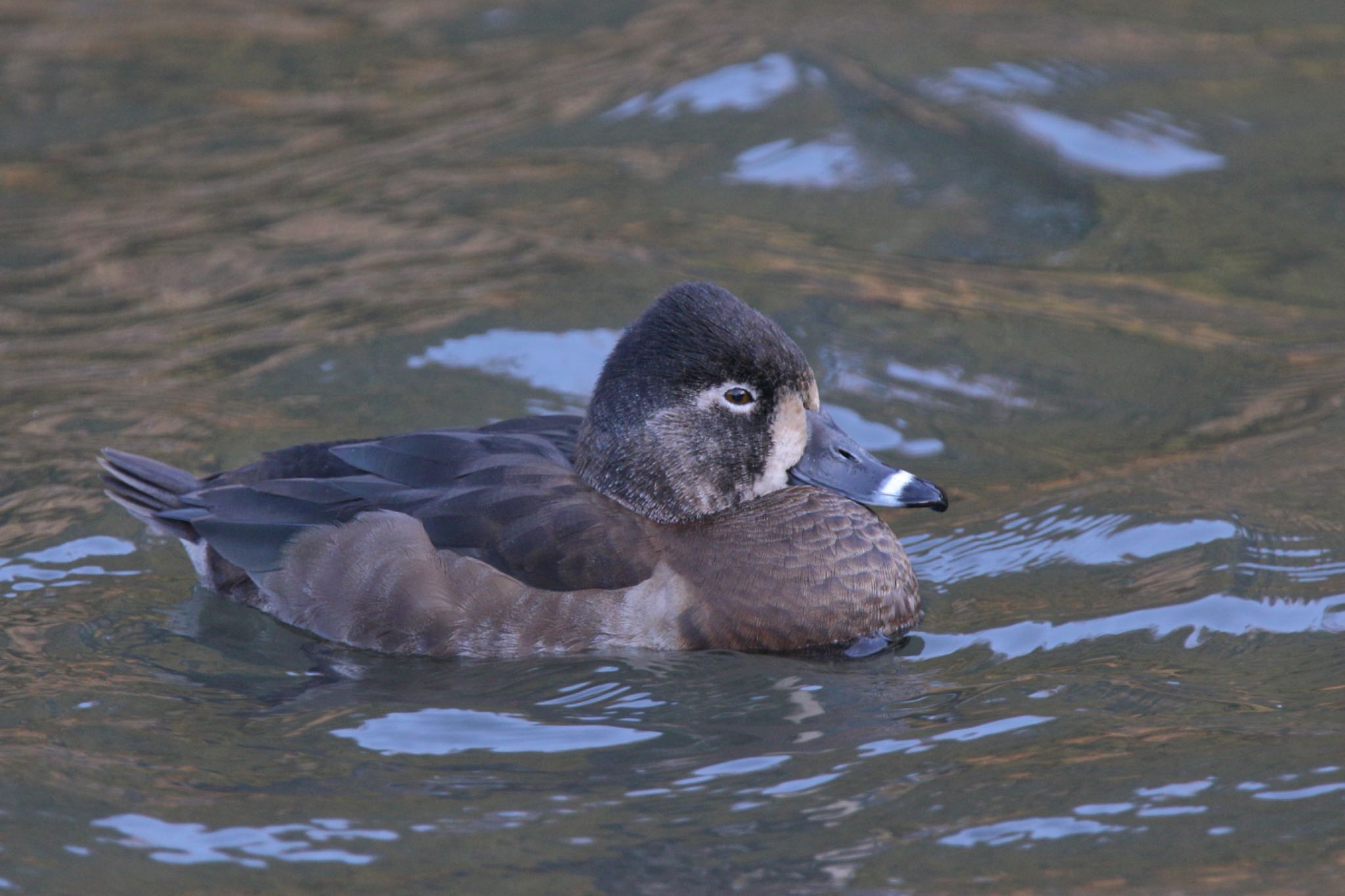 Ring-necked Duck