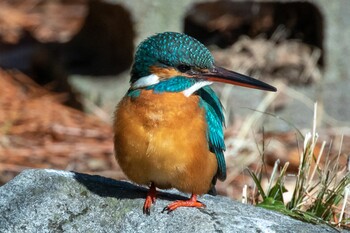 Common Kingfisher 多摩市 Fri, 2/11/2022