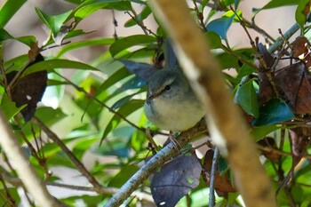 2022年2月11日(金) くろんど園地の野鳥観察記録