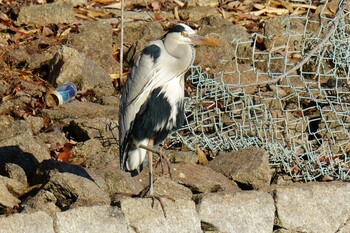 2022年2月11日(金) くろんど池の野鳥観察記録