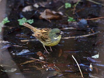 Masked Bunting 国立科学博物館附属自然教育園 (港区, 東京) Wed, 2/9/2022