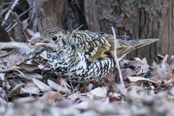 トラツグミ 昭和記念公園 2022年2月11日(金)