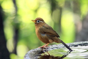 ガビチョウ 夫婦池公園 2017年8月19日(土)