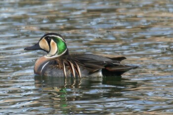 2022年2月11日(金) 昭和記念公園の野鳥観察記録