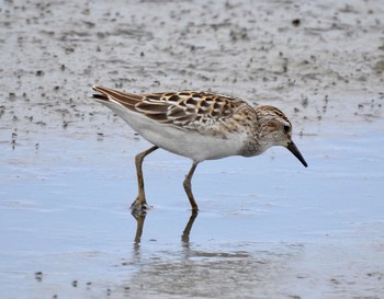 Long-toed Stint 大阪府高槻市 Wed, 8/30/2017