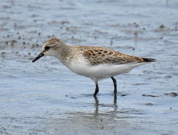 Red-necked Stint 大阪府高槻市 Wed, 8/30/2017