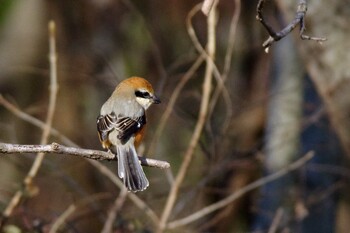 Bull-headed Shrike 杭瀬川スポーツ公園 Tue, 1/25/2022