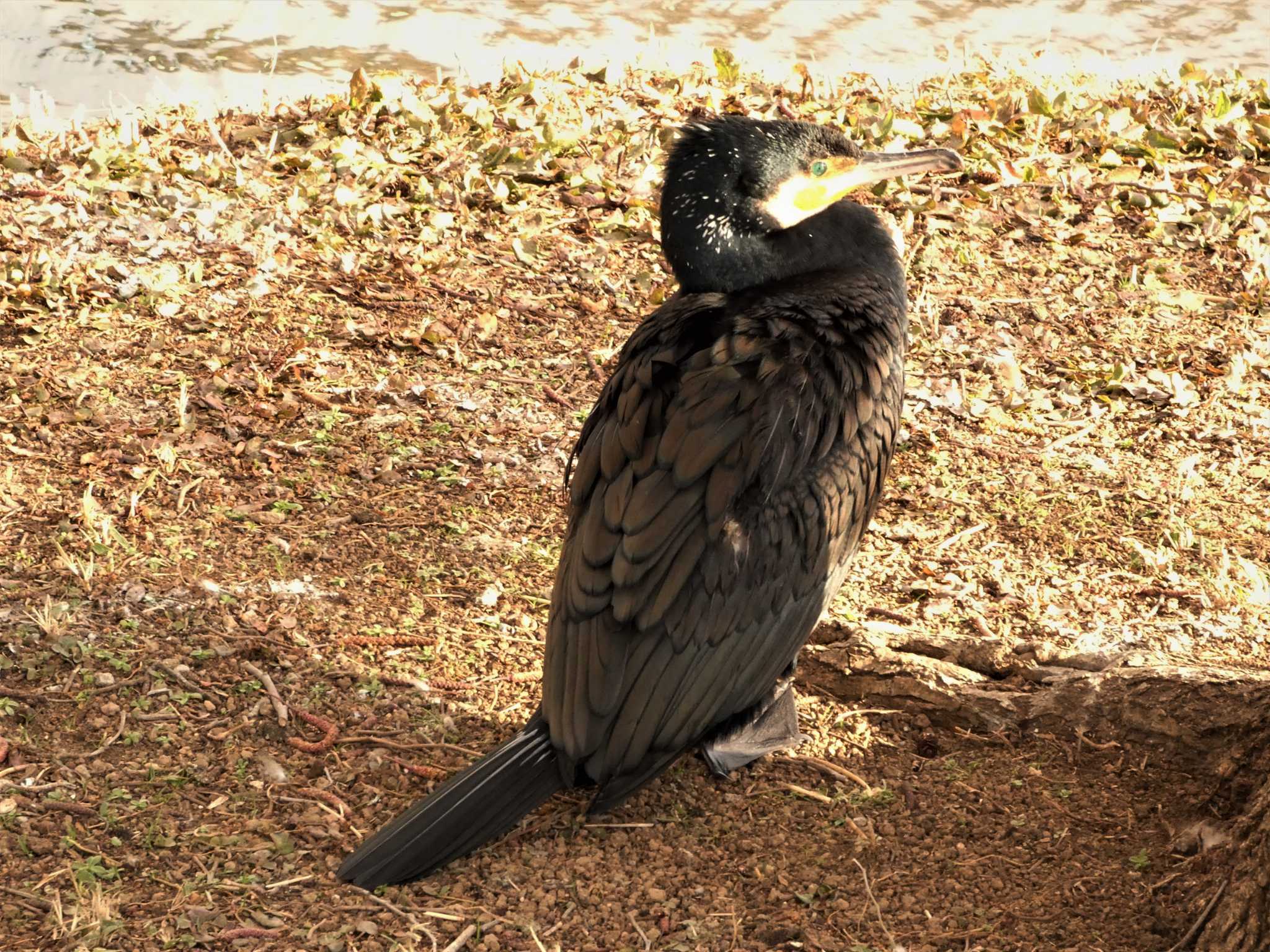 中郷温水池公園(三島市) カワウの写真 by koshi