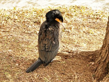 Sat, 2/5/2022 Birding report at 中郷温水池公園(三島市)