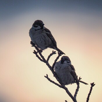 Eurasian Tree Sparrow 伊丹空港 Mon, 2/7/2022