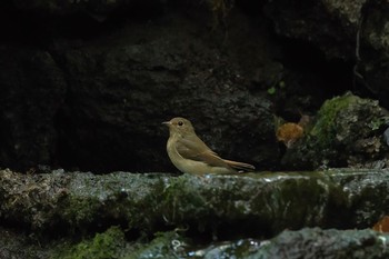 オオルリ 場所が不明 2017年8月28日(月)