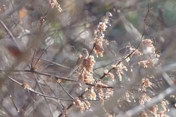 ベニマシコ 早戸川林道 2022年2月11日(金)