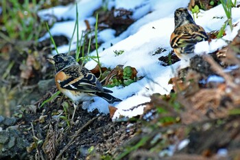 アトリ 青葉山公園 2022年2月11日(金)