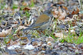 シロハラ 青葉山公園 2022年2月11日(金)