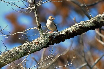 シメ 青葉山公園 2022年2月11日(金)