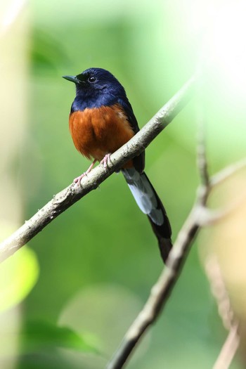 アカハラシキチョウ 台北植物園 2017年5月7日(日)