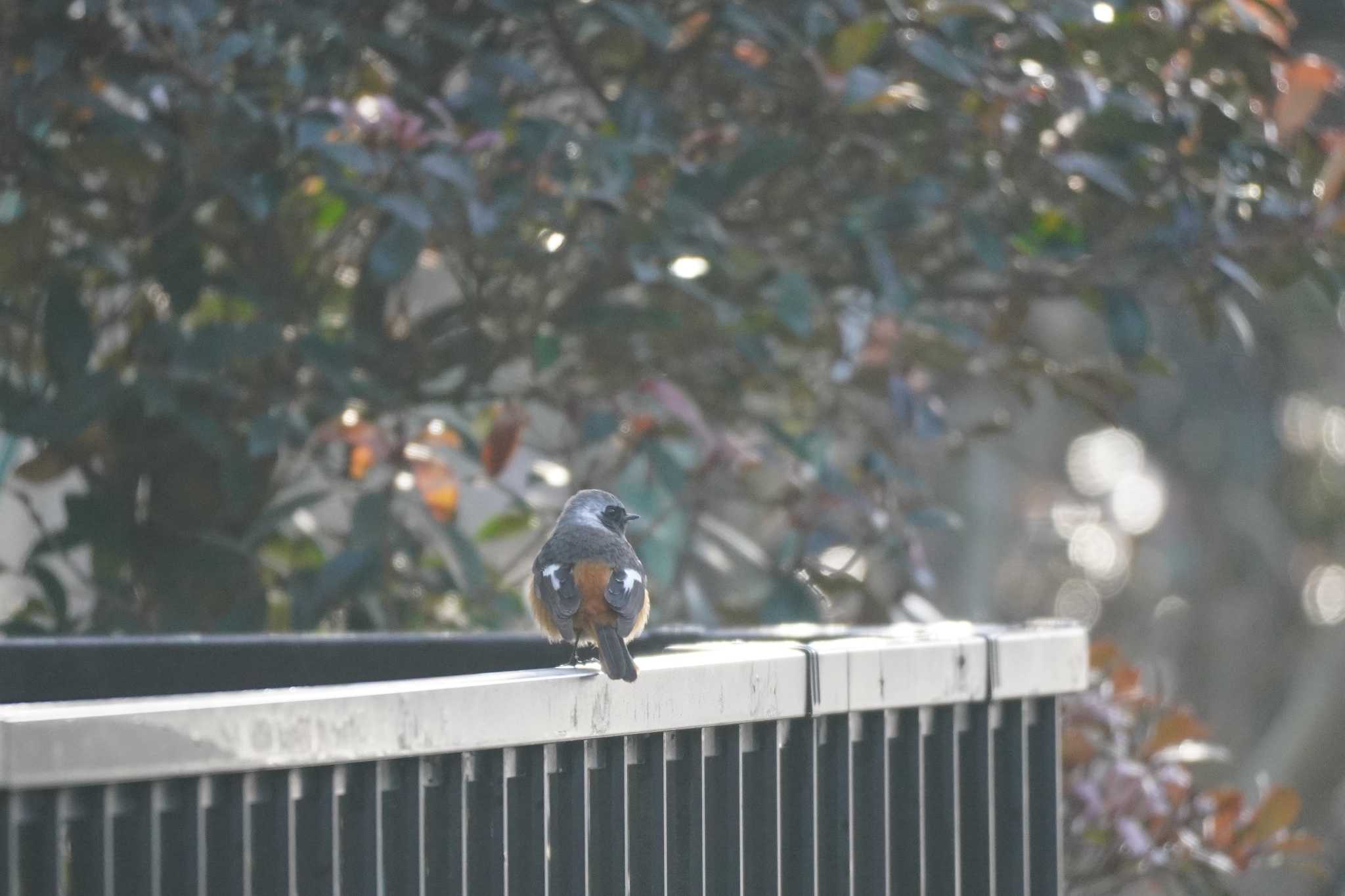 埼玉県 ジョウビタキの写真 by どばと