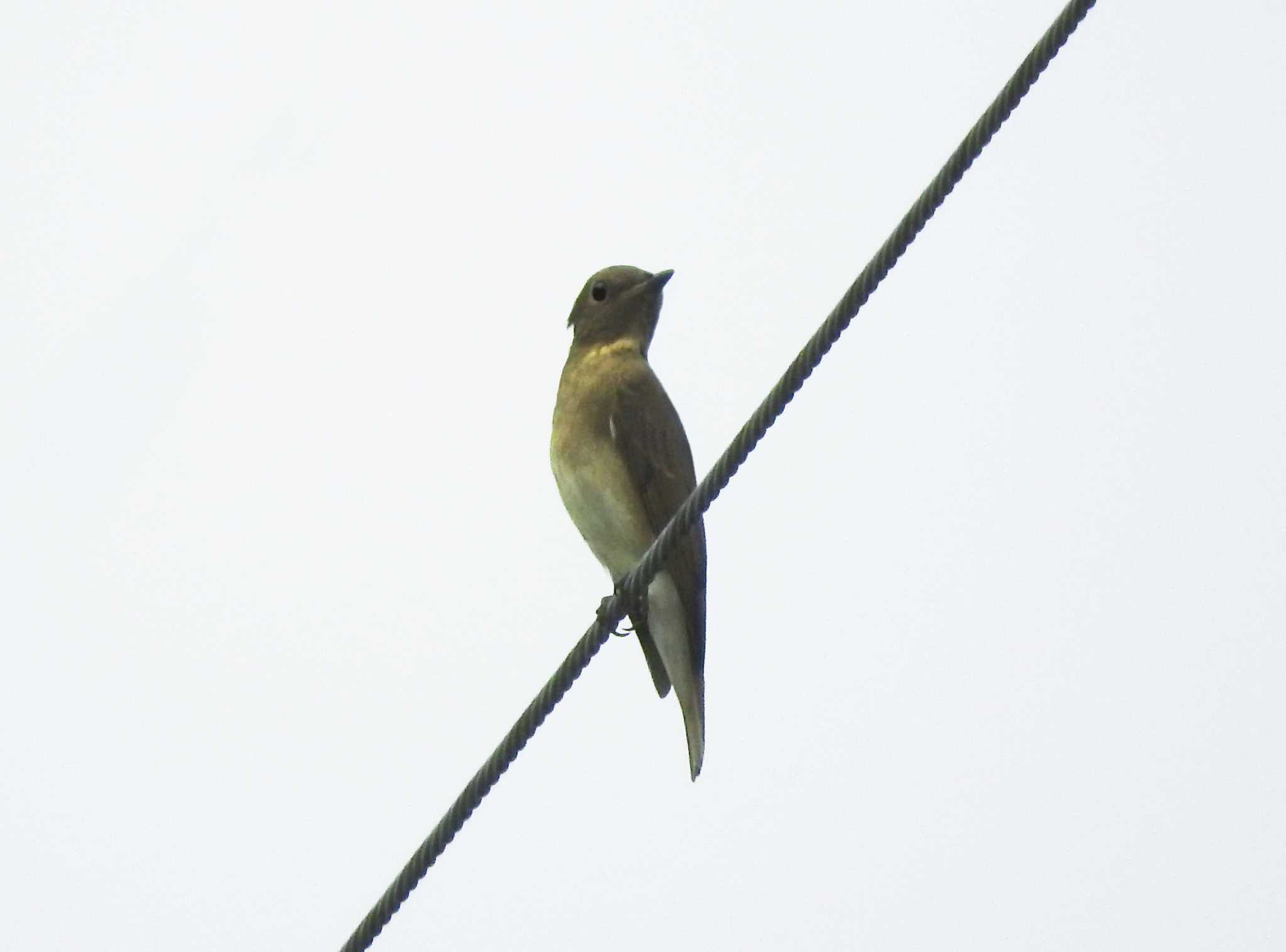 Blue-and-white Flycatcher