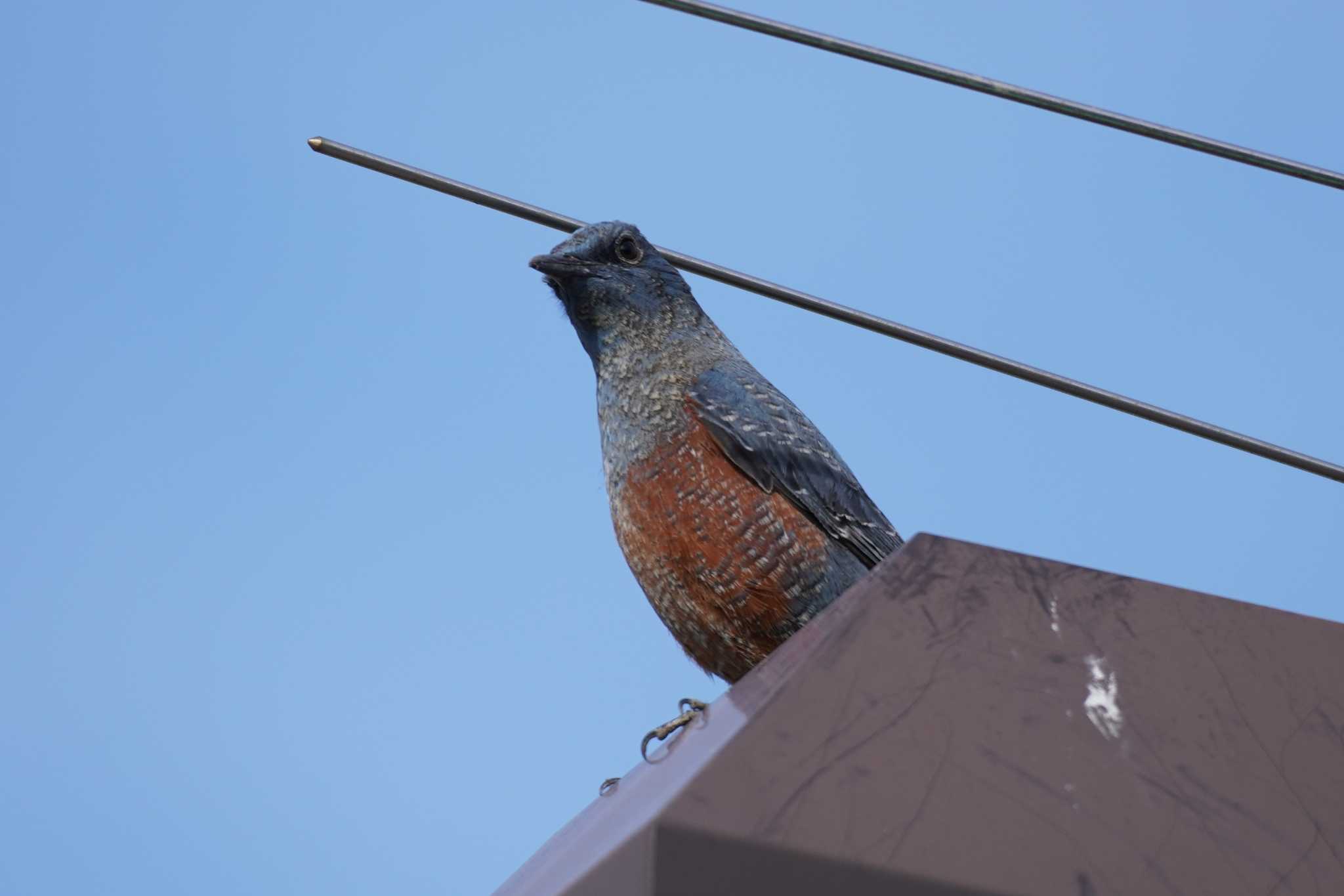 埼玉県 イソヒヨドリの写真 by どばと