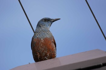 2022年1月17日(月) 埼玉県の野鳥観察記録