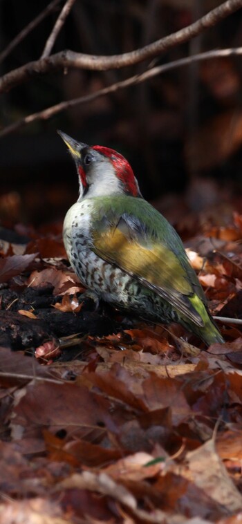 2022年2月11日(金) 東京都立桜ヶ丘公園(聖蹟桜ヶ丘)の野鳥観察記録