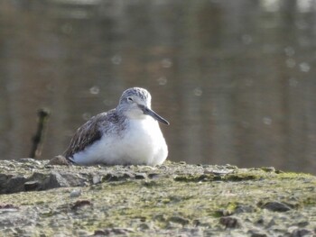 2022年2月11日(金) 広島県の野鳥観察記録