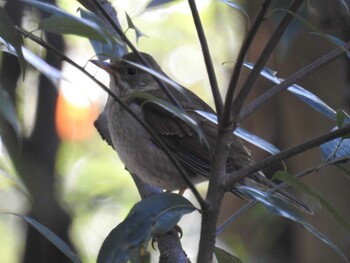 2022年2月11日(金) 東高根森林公園の野鳥観察記録