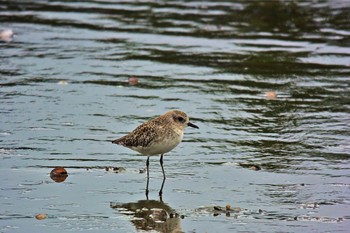 Grey Plover Yatsu-higata Thu, 8/31/2017