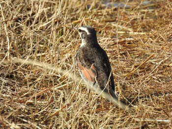 2022年2月11日(金) 多摩川二ヶ領宿河原堰の野鳥観察記録