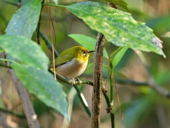 Warbling White-eye 国立科学博物館附属自然教育園 (港区, 東京) Fri, 2/11/2022