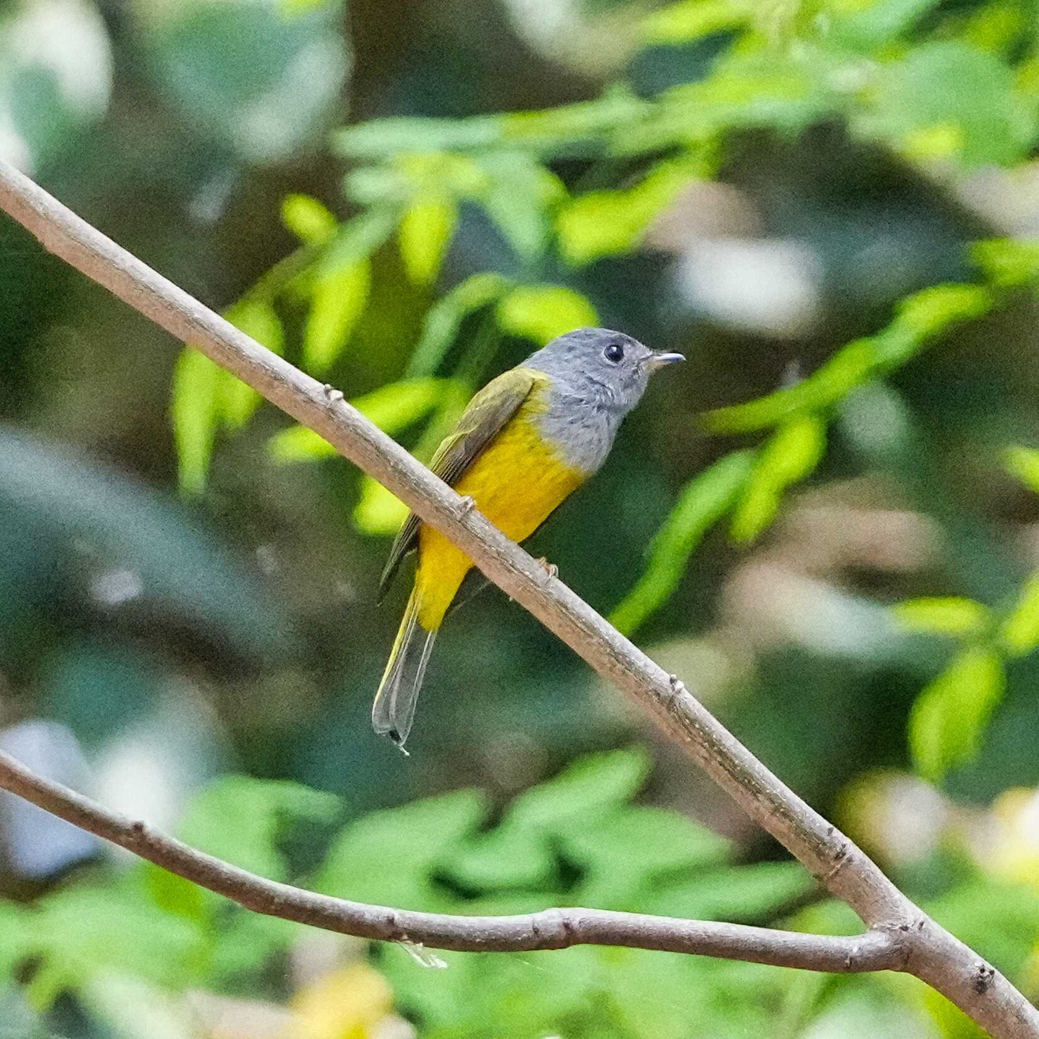 Grey-headed Canary-flycatcher