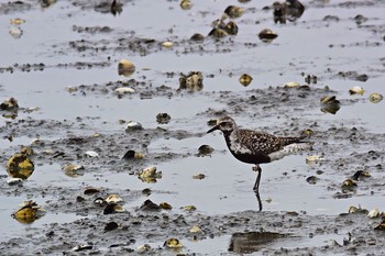 Grey Plover Yatsu-higata Thu, 8/31/2017