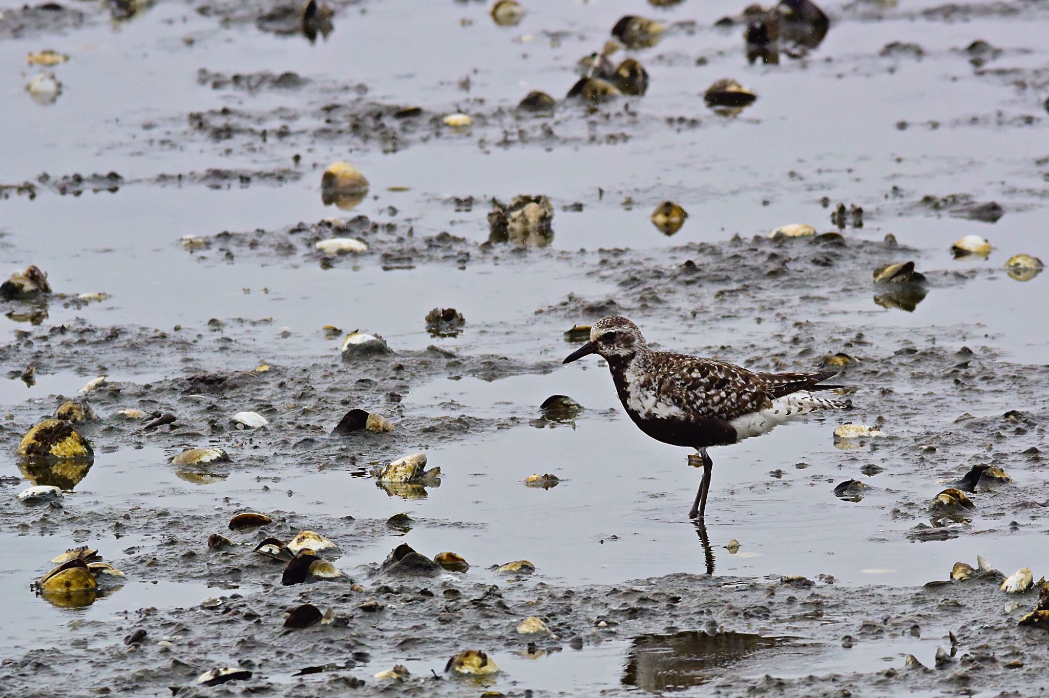 Grey Plover