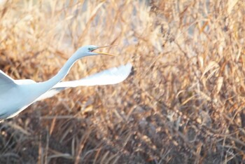 チュウサギ 阪南市 2022年2月11日(金)