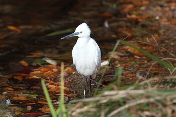 コサギ 明石公園 2021年12月19日(日)