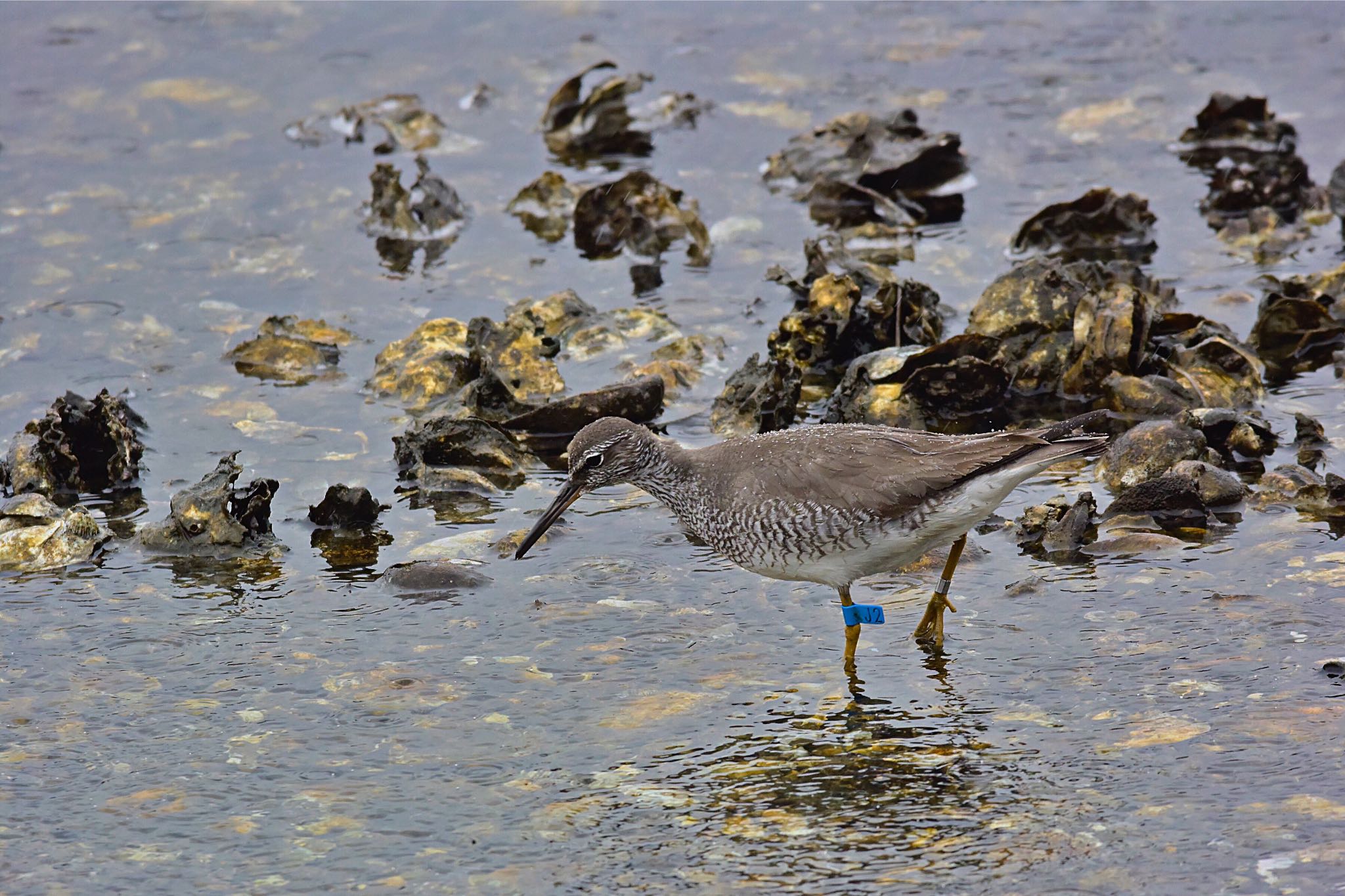 Grey-tailed Tattler