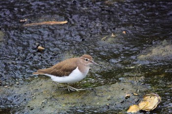 Thu, 8/31/2017 Birding report at Yatsu-higata