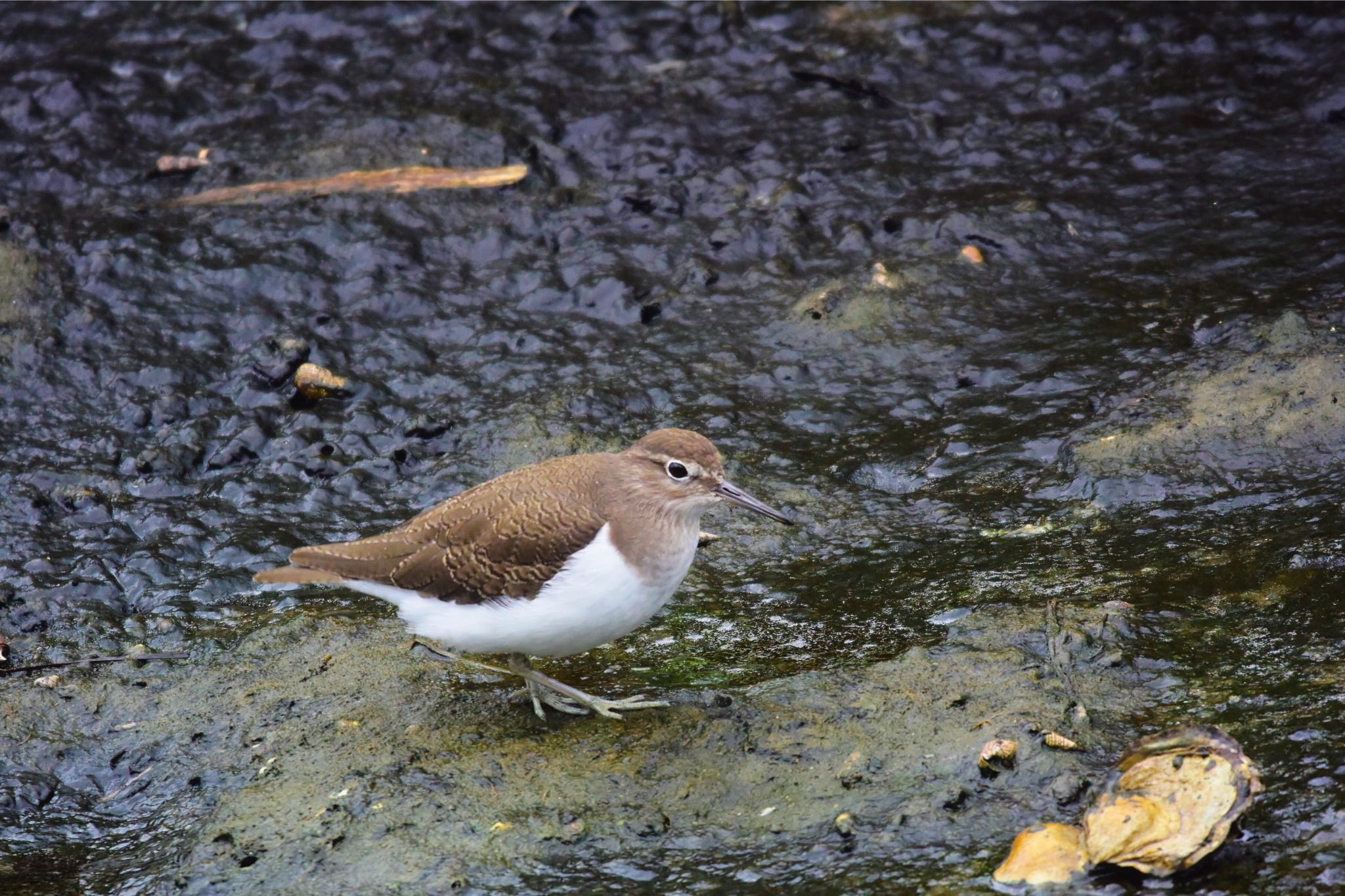 Common Sandpiper