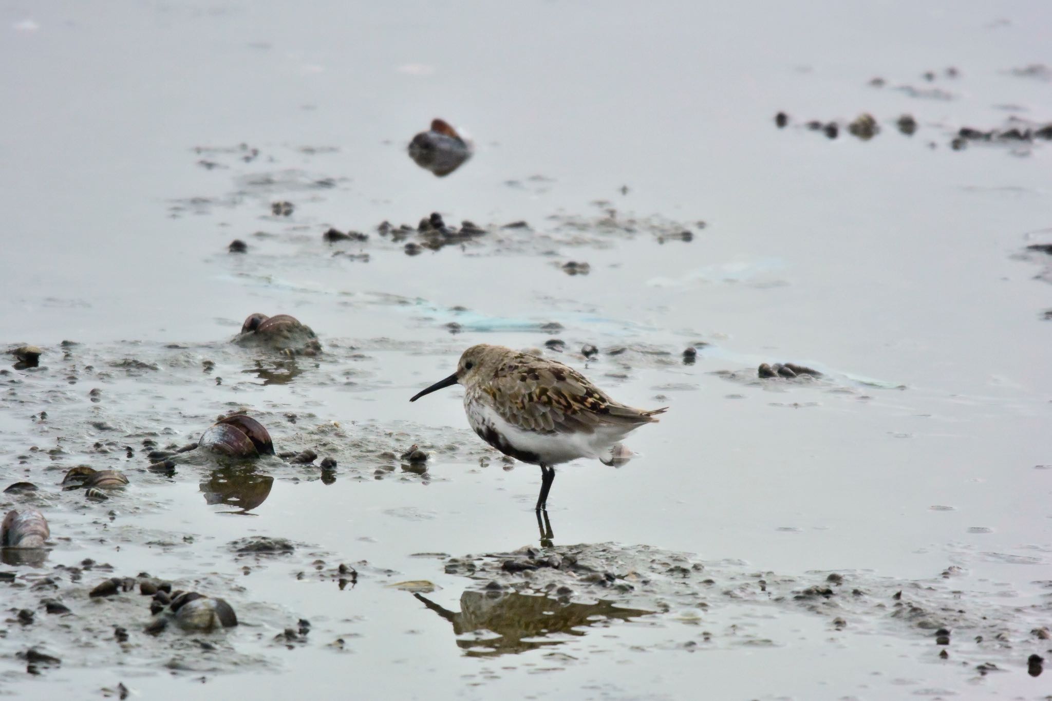 Dunlin