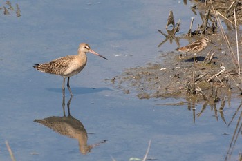 Black-tailed Godwit 三重県 Thu, 8/31/2017