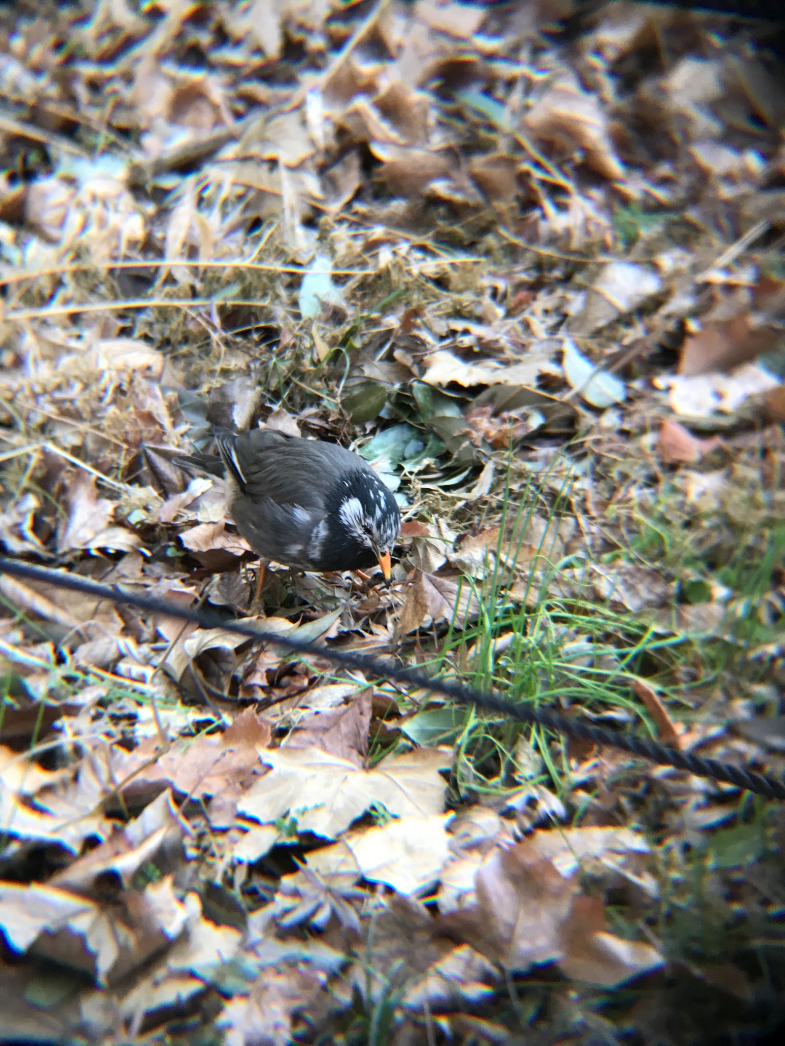 林試の森公園 ムクドリの写真 by mameko