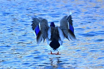 Mallard 近所の河川 Fri, 2/11/2022