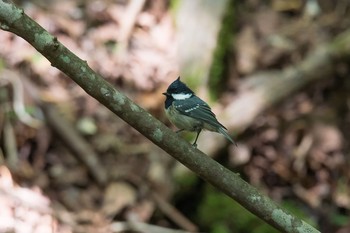 Coal Tit Unknown Spots Mon, 8/28/2017