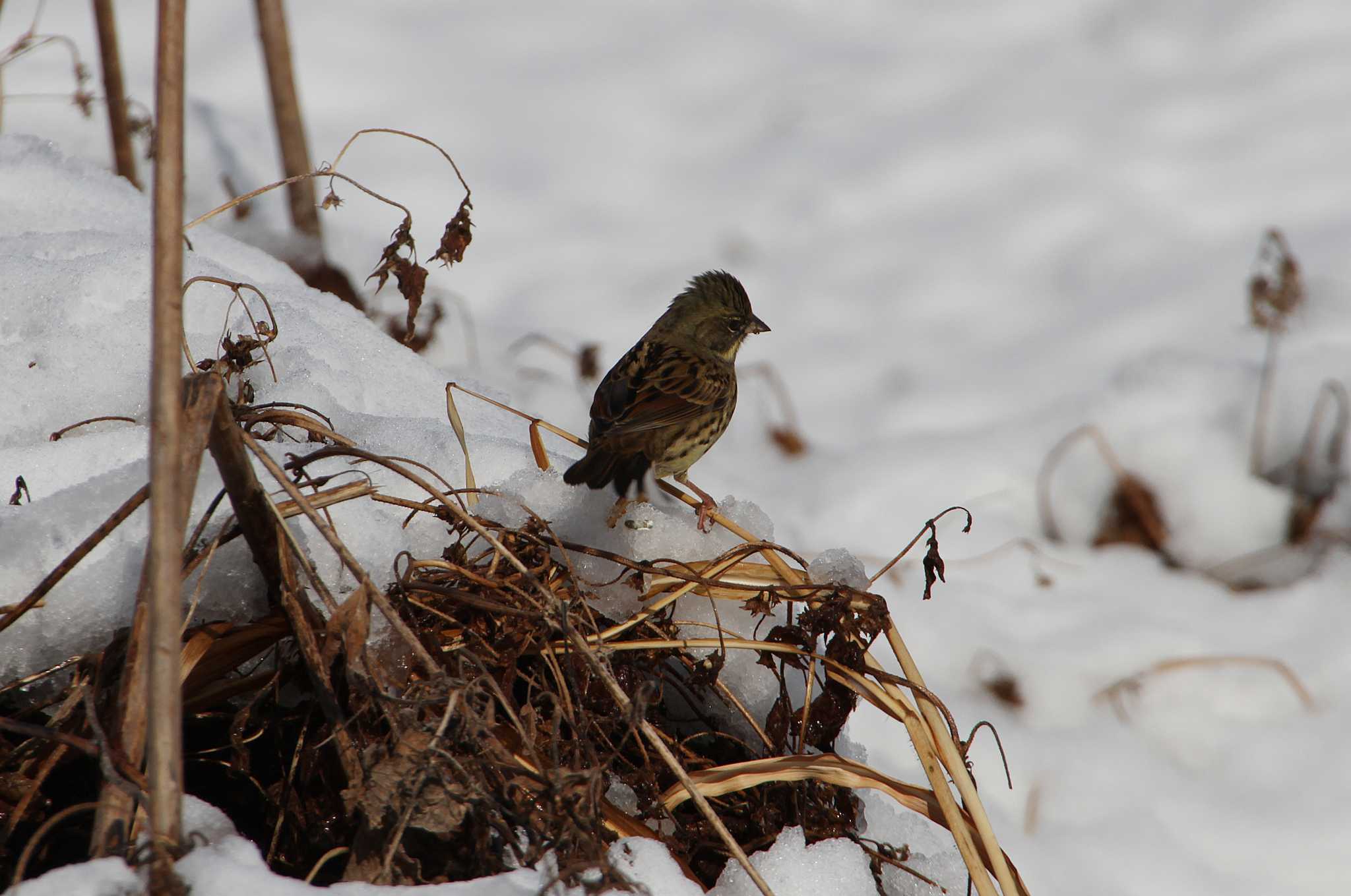 守谷野鳥のみち アオジの写真 by Simo