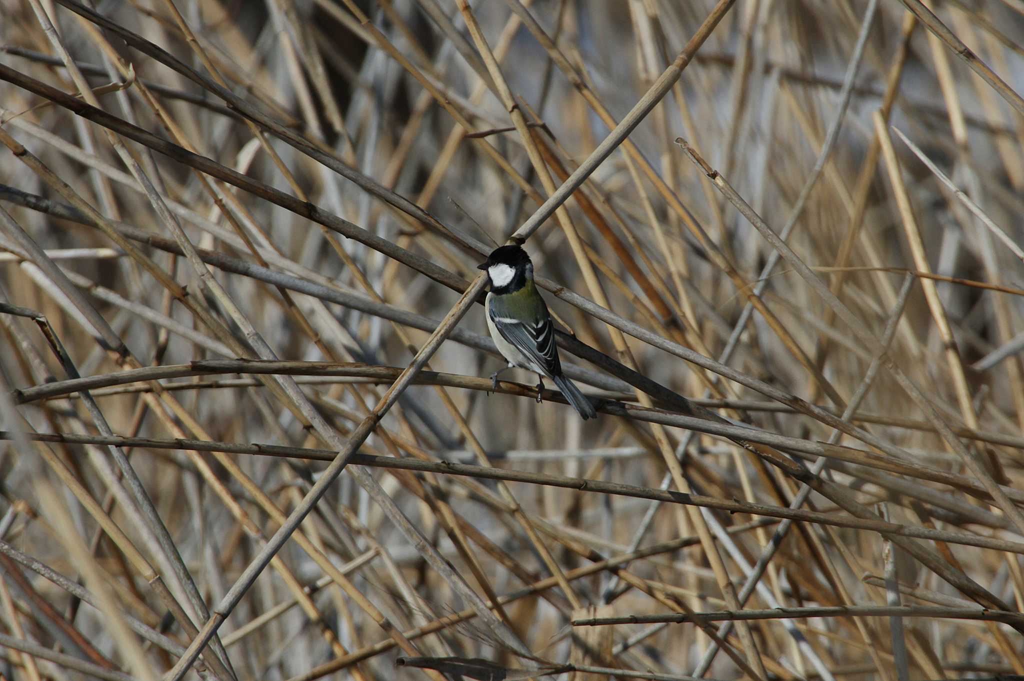 Photo of Japanese Tit at 守谷野鳥のみち by Simo